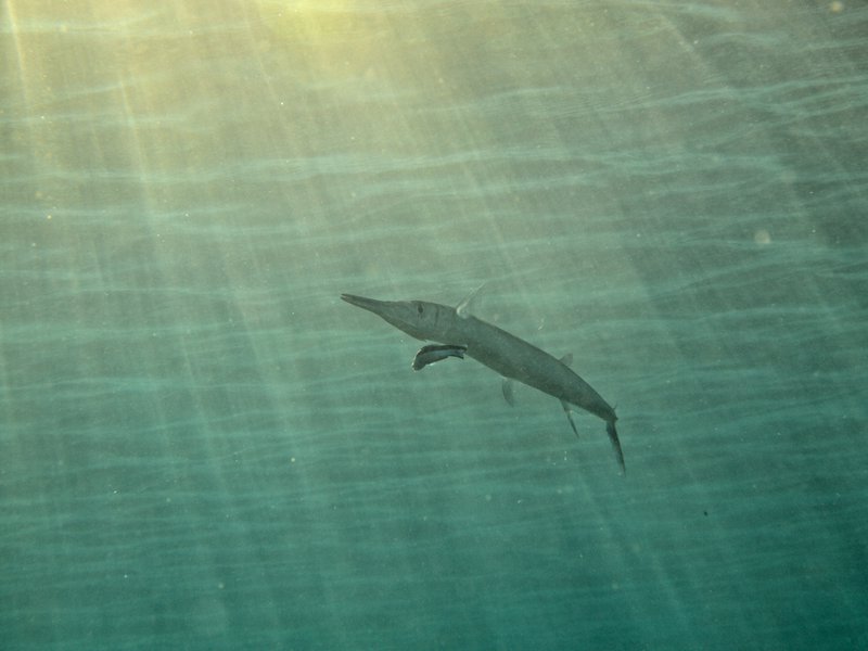 Barracuda, House Reef